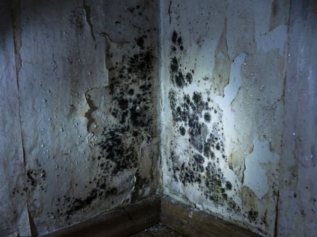 The Hidden Dangers of Mold: Prevention & Remediation Tips | Crystal Wave Cleaners